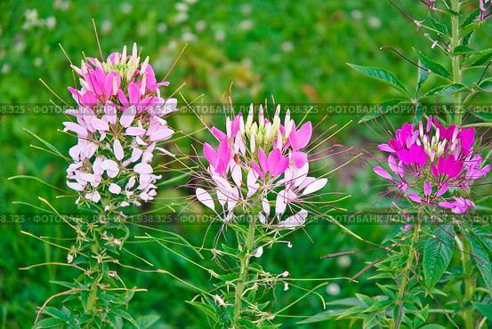 Клеома колючая (Cleome spinosa) или цветок-паук. Стоковое фото, фотограф Алёшина Оксана / Фотобанк Лори