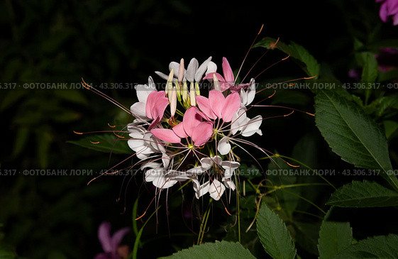 Клеоме (Cleome) – яркие цветы из семейства Клеомовых (Cleomaceae), ночное фото. Родиной считается Северная Африка. Абхазия. Стоковое фото, фотограф Александр Пеньков / Фотобанк Лори