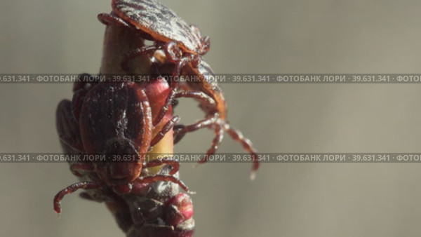 Клещи Dermacentor Marginatus сидят на ветке растения. Стоковое видео, видеограф Mixail59 / Фотобанк Лори