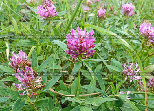 Клевер (лат. Trifolium) — род растений семейства Бобовые (Fabaceae), подсемейства Мотыльковые (Faboideae). Важная сельскохозяйственная культура (медонос, кормовое растение, сидерат). Стоковое фото, фотограф Сергей Елизарьев / Фотобанк Лори