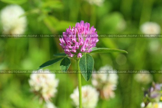 Клевер луговой (красный). Trifolium pratense. Цветение растения на Ямале. Стоковое фото, фотограф Григорий Писоцкий / Фотобанк Лори