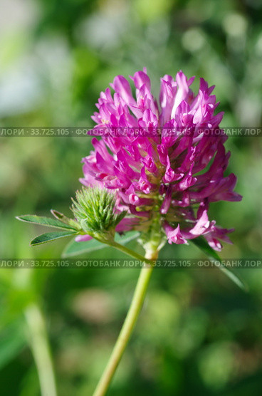 Клевер луговой (лат. Trifolium pratense) крупным планом. Стоковое фото, фотограф Елена Коромыслова / Фотобанк Лори