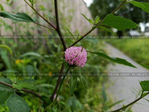 Клевер луговой (лат. Trifolium pratense) у дороги. Стоковое фото, фотограф Larchenko Alexei / Фотобанк Лори