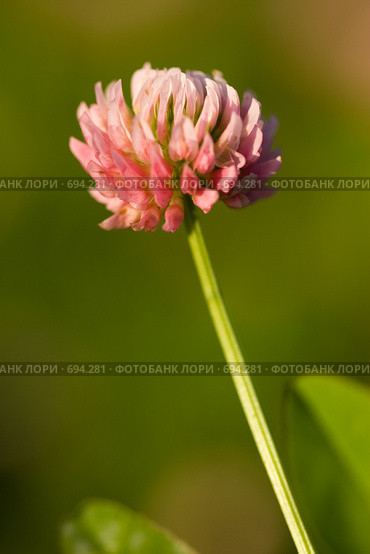 Клевер луговой (Trifolium pratense) Стоковое фото, фотограф Василий Вишневский / Фотобанк Лори