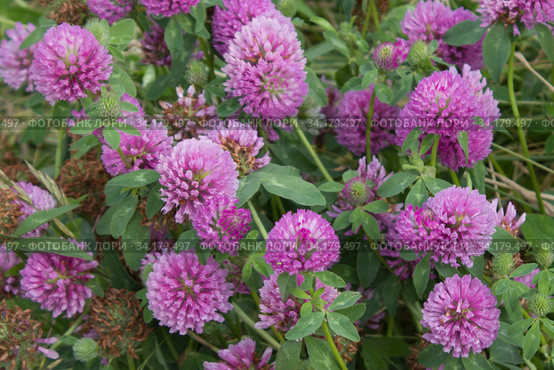 Клевер луговой Trifolium pratense. Стоковое фото, фотограф Елена Орлова / Фотобанк Лори