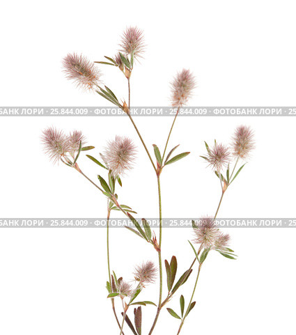 Клевер пашенный, Trifolium arvense, изолированно на белом. Стоковое фото, фотограф Tamara Kulikova / Фотобанк Лори