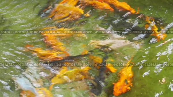 Koi or brocade carp nishikigoi are ornamental domesticated fish bred from the Amur subspecies of carp Cyprinus carpio. Eurasian carp or European carp, common carp, freshwater fish of eutrophic waters. Стоковое видео, видеограф Юлия Петровская / Фотобанк Лори