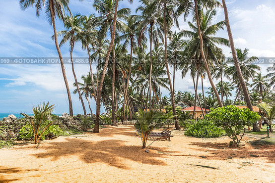 Кокосовые пальмы на берегу Индийского океана. Sanmali Beach Hotel, Маравила, Шри-Ланка (2019 год). Стоковое фото, фотограф Владимир Сергеев / Фотобанк Лори
