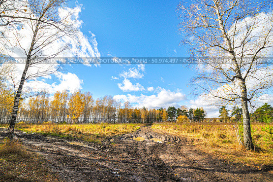 Колея с лужами в осеннем лесу. Тюменская область. Стоковое фото, фотограф Александр Тараканов / Фотобанк Лори