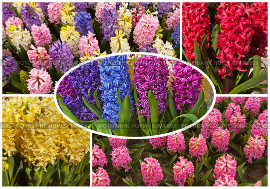 Коллаж. Цветущие садовые гиацинты (лат. Hyacinthus) Стоковое фото, фотограф Виктория Катьянова / Фотобанк Лори