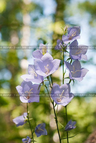 Колокольчик персиколистный (лат. Campanula persicifolia) Стоковое фото, фотограф Ольга Пашкова / Фотобанк Лори