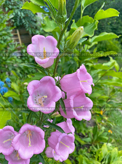 Колокольчик средний (Campanula medium) Стоковое фото, фотограф Мария Кылосова / Фотобанк Лори