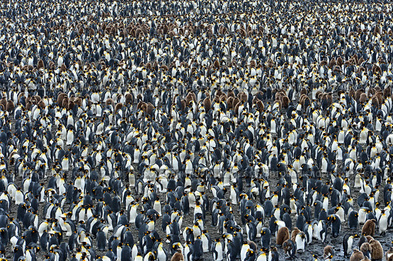 Колония королевских пингвинов. Стоковое фото, фотограф Сергей Земнухов / Фотобанк Лори