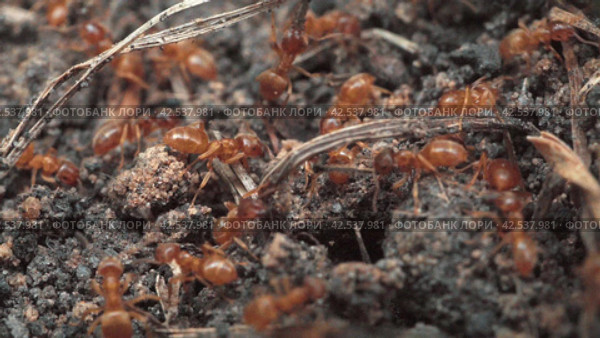 Колония рыжих муравьев. Colony of red fire ants. Macro shot. Стоковое видео, видеограф EStarodubov / Фотобанк Лори
