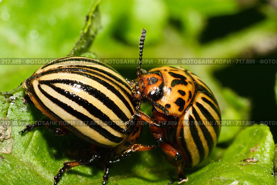 Колорадский картофельный жук, Leptinotarsa decemlineata, Colorado potato beetle, ten-striped spearman, ten-lined potato beetle. Стоковое фото, фотограф Василий Вишневский / Фотобанк Лори