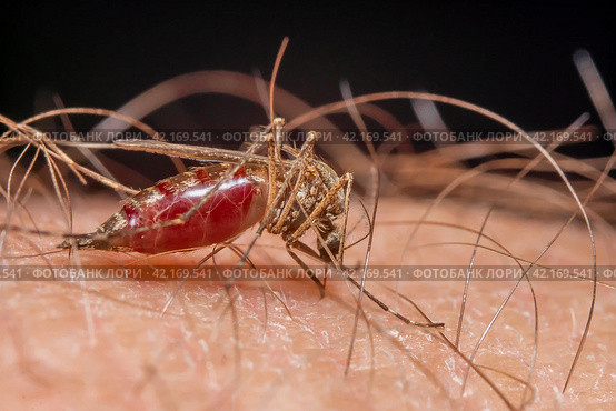 Комар Anopheles – опасный переносчик инфекции. Крупный план самки комара, сосущей кровь. Стоковое фото, фотограф Руслан Лесков / Фотобанк Лори
