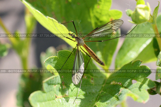 Комар долгоножка (карамора, Tipulidae) Стоковое фото, фотограф Щеголева Ольга / Фотобанк Лори