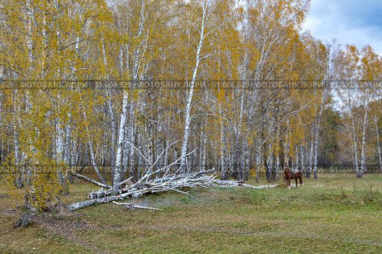 Конь пасется на поляне возле леса. Тюменская область. Стоковое фото, фотограф Александр Тараканов / Фотобанк Лори