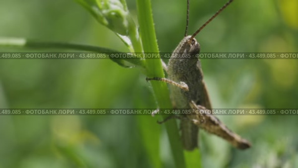 Конёк изменчивый (Chorthippus biguttulus) семейства настоящих саранчовых (Acrididae) на стебле растения. Стоковое видео, видеограф Mixail59 / Фотобанк Лори