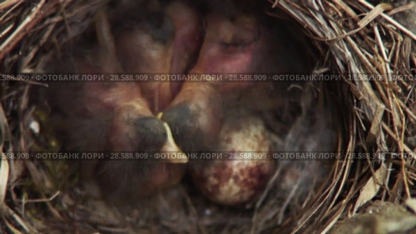 Конёк лесной (Anthus trivialis) - самка на гнезде. Tree pipit (Anthus trivialis) - female at the nest. Стоковое видео, видеограф Евгений Романов / Фотобанк Лори