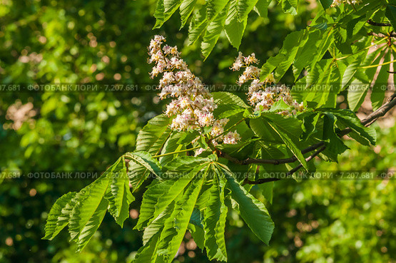 Конский каштан обыкновенный (Aesculus hippocastanum) Стоковое фото, фотограф Алёшина Оксана / Фотобанк Лори