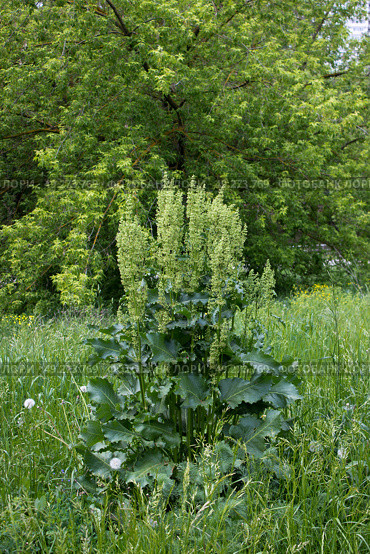 Конский щавель (Rumex confertus) в парке. Стоковое фото, фотограф Елена Орлова / Фотобанк Лори