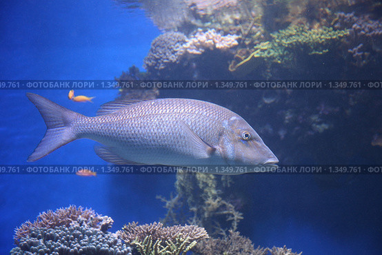Коренной житель Красного моря - Звездчатый летрин (Bluescale emperor / Lethrinus nebulosus) Стоковое фото, фотограф Наталья Волкова / Фотобанк Лори