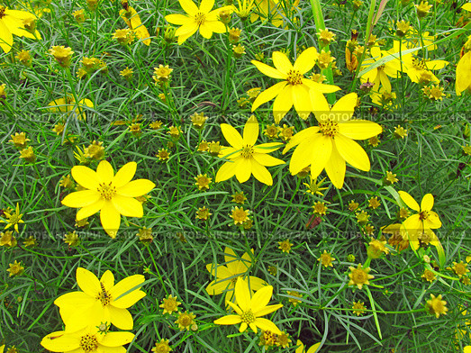 Кореопсис мутовчатый (Coreopsis verticillata) Стоковое фото, фотограф Мария Кылосова / Фотобанк Лори