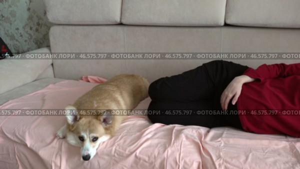 Корги и беременная хозяйка отдыхают вместе на диване. A corgi and a pregnant owner are relaxing on the sofa together. Стоковое видео, видеограф Горшков Александр / Фотобанк Лори