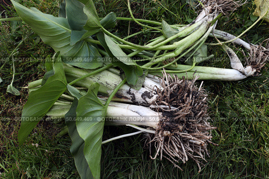 Корневища каллы (лат. Calla) подготовлены к осенней пересадке. Размножение каллы. Стоковое фото, фотограф Наталья Сухорукова / Фотобанк Лори