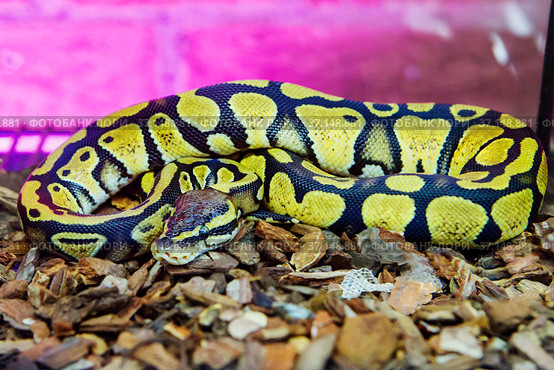 Королевский питон. Royal Python, Ball Python. Стоковое фото, фотограф Галина Савина / Фотобанк Лори
