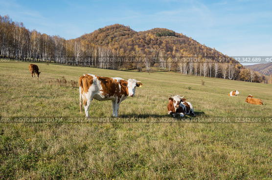 Коровы на горном пастбище осенью. Cows on a mountain pasture in the fall. Стоковое фото, фотограф Евгений Романов / Фотобанк Лори