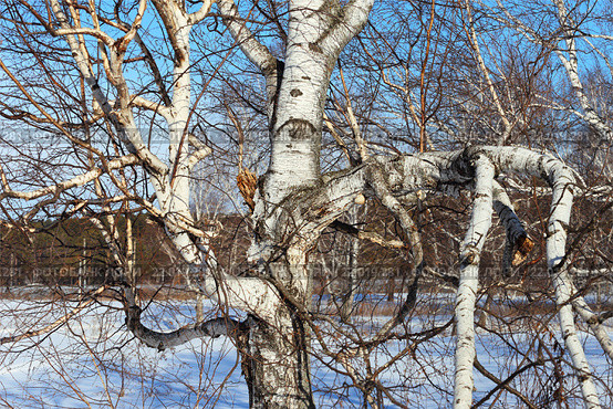 Корявая береза. Стоковое фото, фотограф Анатолий Матвейчук / Фотобанк Лори