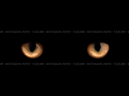Кошачьи глаза на чёрном фоне. Стоковое фото, фотограф Юрий Плющев / Фотобанк Лори