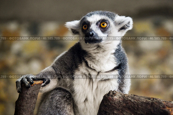 Кошачий лемур. Стоковое фото, фотограф Юрий Смитюк / ТАСС / Фотобанк Лори