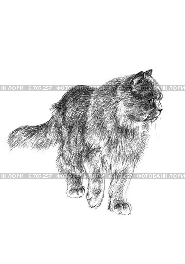 Кошка обходит свои владения - The cat bypasses the possession. Стоковая иллюстрация, иллюстратор Марина Ефремова / Фотобанк Лори