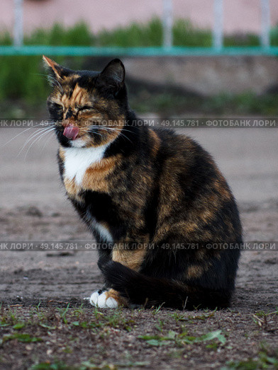 Кошка облизывается. Стоковое фото, фотограф Евгений Шершалов / Фотобанк Лори