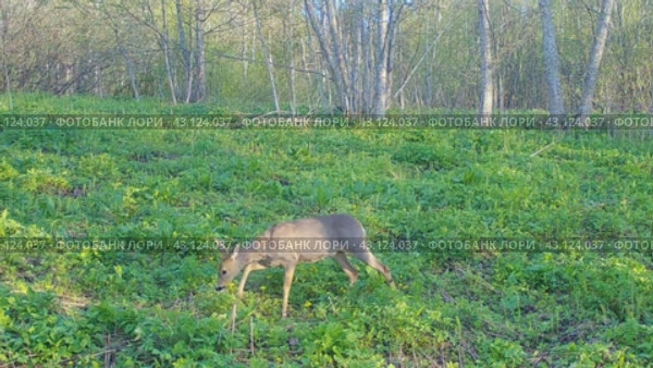Косуля проходит перед фотоловушкой. Стоковое видео, видеограф Евгений Ковалев / Фотобанк Лори