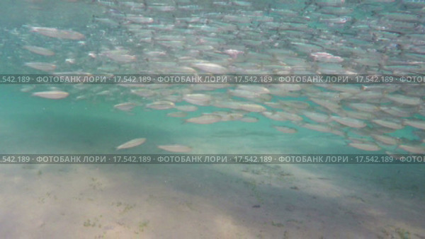 Косяк рыб в море. Стоковое видео, видеограф Михаил Коханчиков / Фотобанк Лори