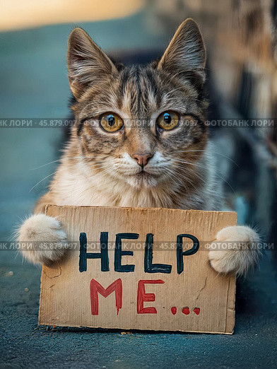 Кот держит лапами картонную табличку с надписью HELP ME. Стоковое AI-изображение, AI-художник Болдырева Елена / Фотобанк Лори