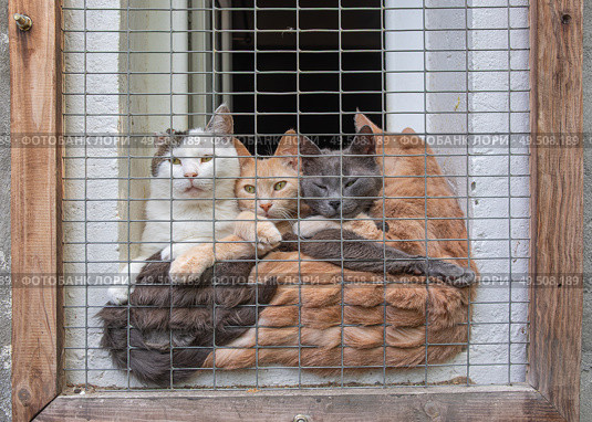 Коты за решеткой. Стоковое фото, фотограф Лариса Веселова / Фотобанк Лори