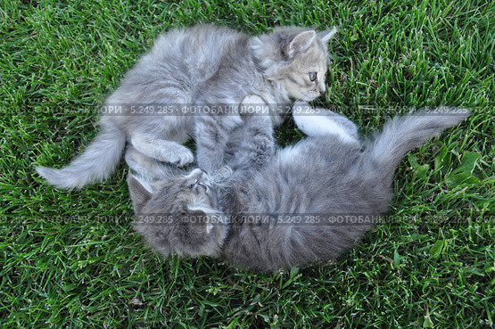 Котята играют на траве. Стоковое фото, фотограф Братчук Геннадий / Фотобанк Лори
