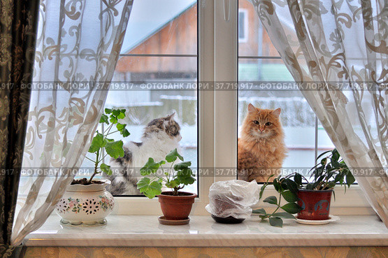 Котята на зимней прогулке заглядывают в окно сельского дома. Стоковое фото, фотограф Владимир Литвинов / Фотобанк Лори