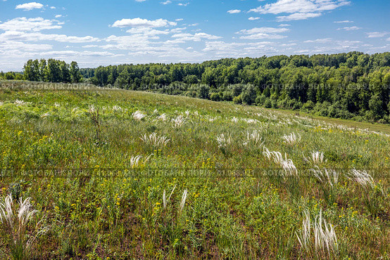 Ковыль красивейший (Stipa pulcherrima K. Koch (семейство Poaceae) в степи. Новосибирская область, Западная сибирь России. Стоковое фото, фотограф Евгений Мухортов / Фотобанк Лори
