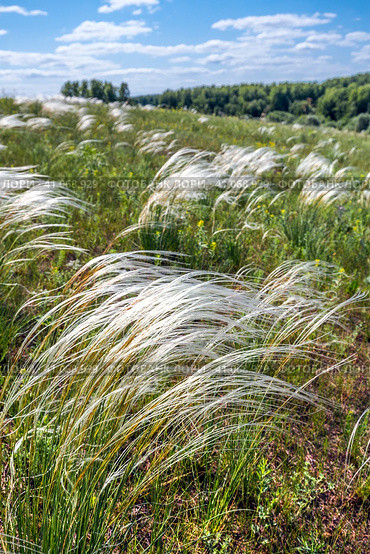 Ковыль красивейший (Stipa pulcherrima K. Koch (семейство Poaceae) в степи. Новосибирская область, Западная сибирь России. Стоковое фото, фотограф Евгений Мухортов / Фотобанк Лори