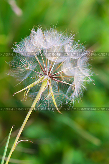 Козлобородник восточный( Tragopogon orientale L.) Семейство сложноцветных. Отцветшее растение.Дикорастущие растения Сибири. Стоковое фото, фотограф Евгений Мухортов / Фотобанк Лори