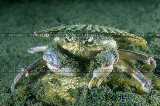 Краб самурай (Paradorippe granulata) Стоковое фото, фотограф Некрасов Андрей / Фотобанк Лори
