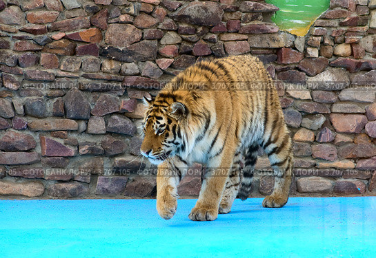 Крадущийся тигр (Panthera Tigris) Стоковое фото, фотограф Василий Фирсов / Фотобанк Лори