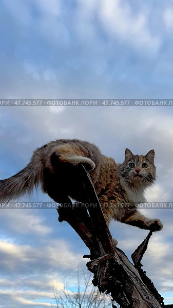 Красивая, пёстрая кошка балансирует на сломанном дереве. Стоковое фото, фотограф Татьяна Бакуменко / Фотобанк Лори