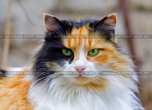 Красивая трехцветная кошка. Beautiful tricolor cat sitting on the fence. Стоковое фото, фотограф Татьяна Д / Фотобанк Лори